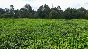 0.32 Acres Land for Sale in Githongo, Meru