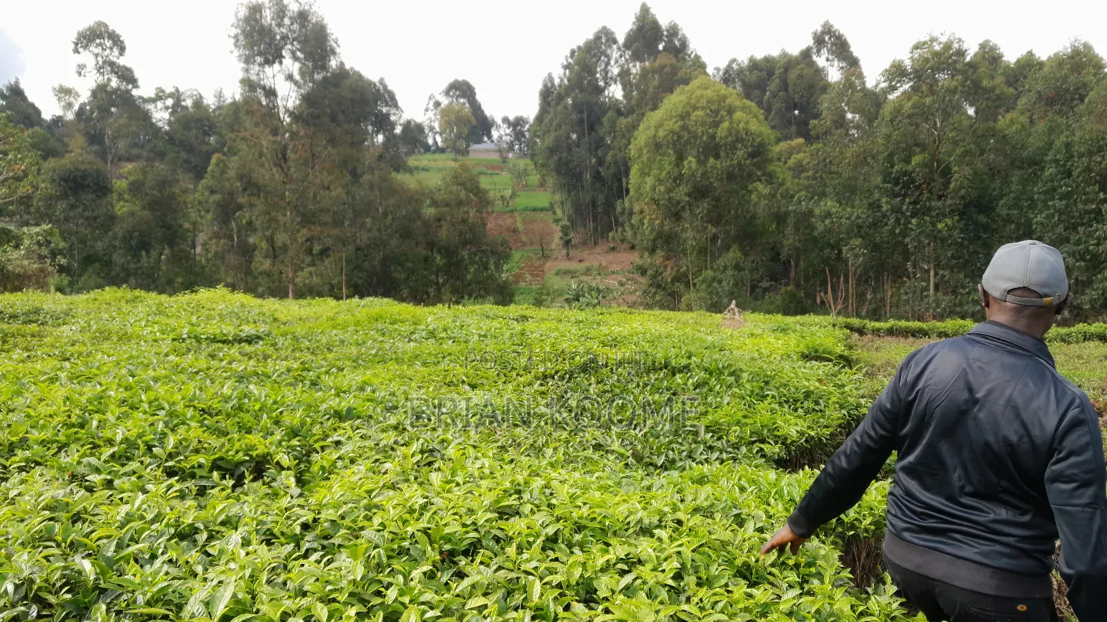 0.32 Acres Land for Sale in Githongo, Meru