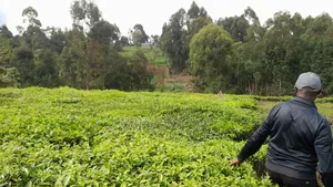 0.32 Acres Land for Sale in Githongo, Meru