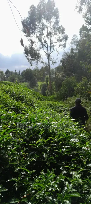 0.32 Acres Land for Sale in Githongo, Meru