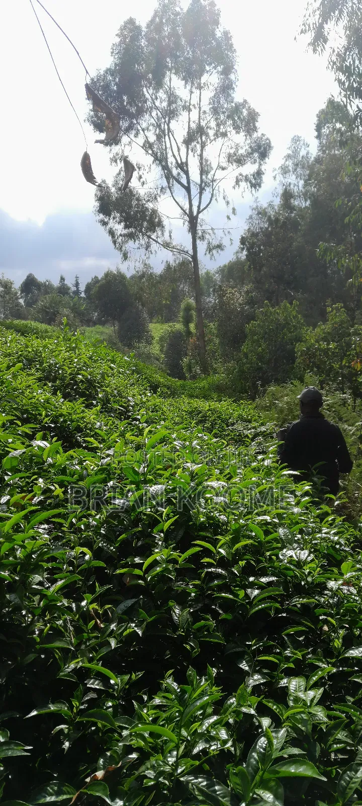 0.32 Acres Land for Sale in Githongo, Meru