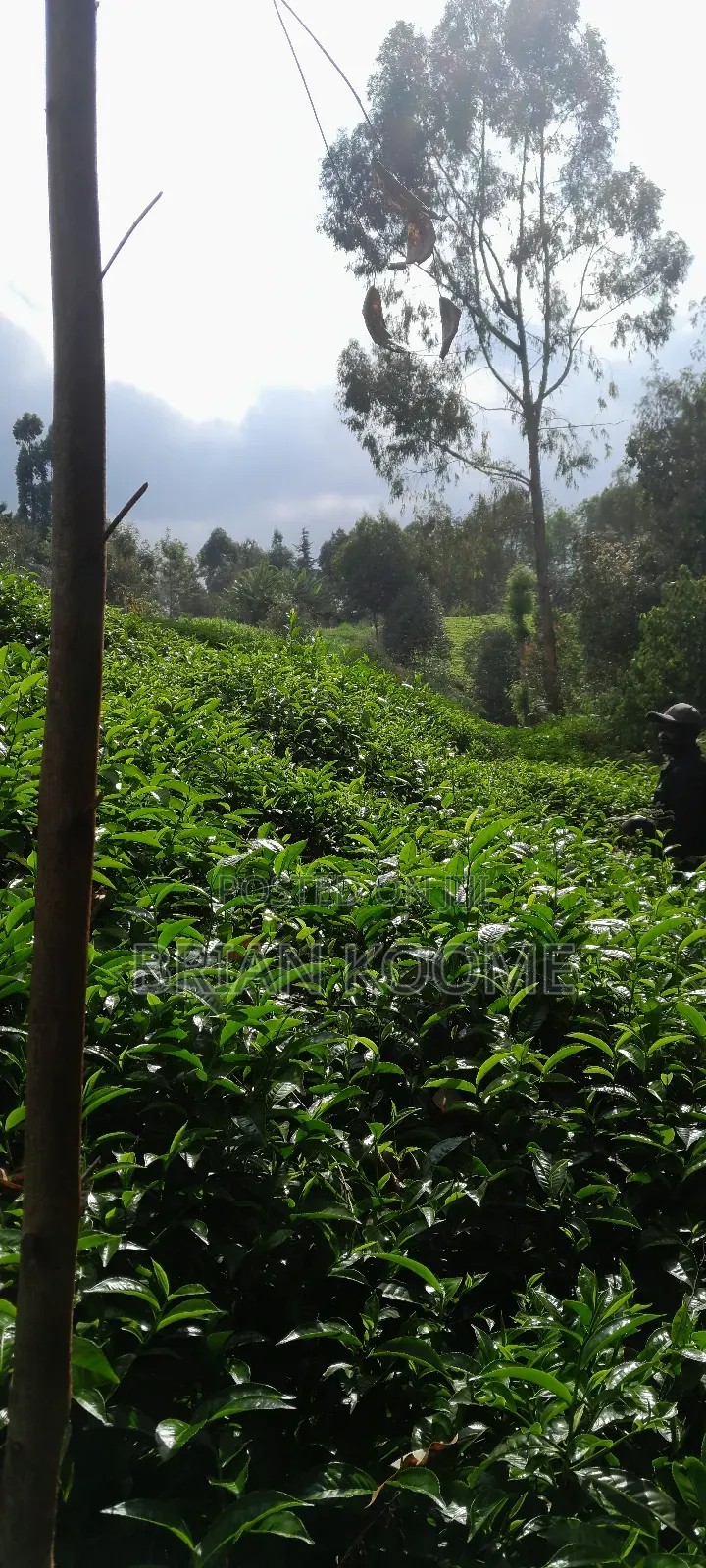 0.32 Acres Land for Sale in Githongo, Meru