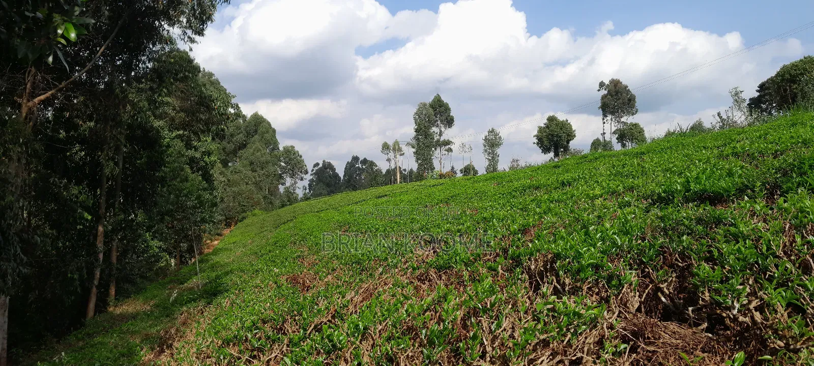 0.32 Acres Land for Sale in Githongo, Meru