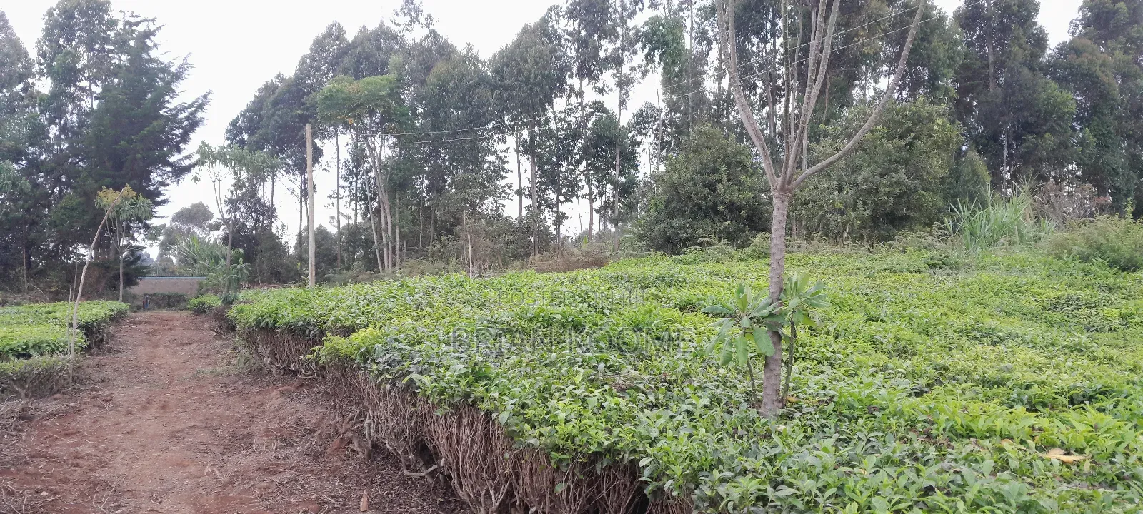 0.32 Acres Land for Sale in Githongo, Meru