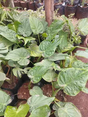 Elephant Ear Plant, Indoor Plant