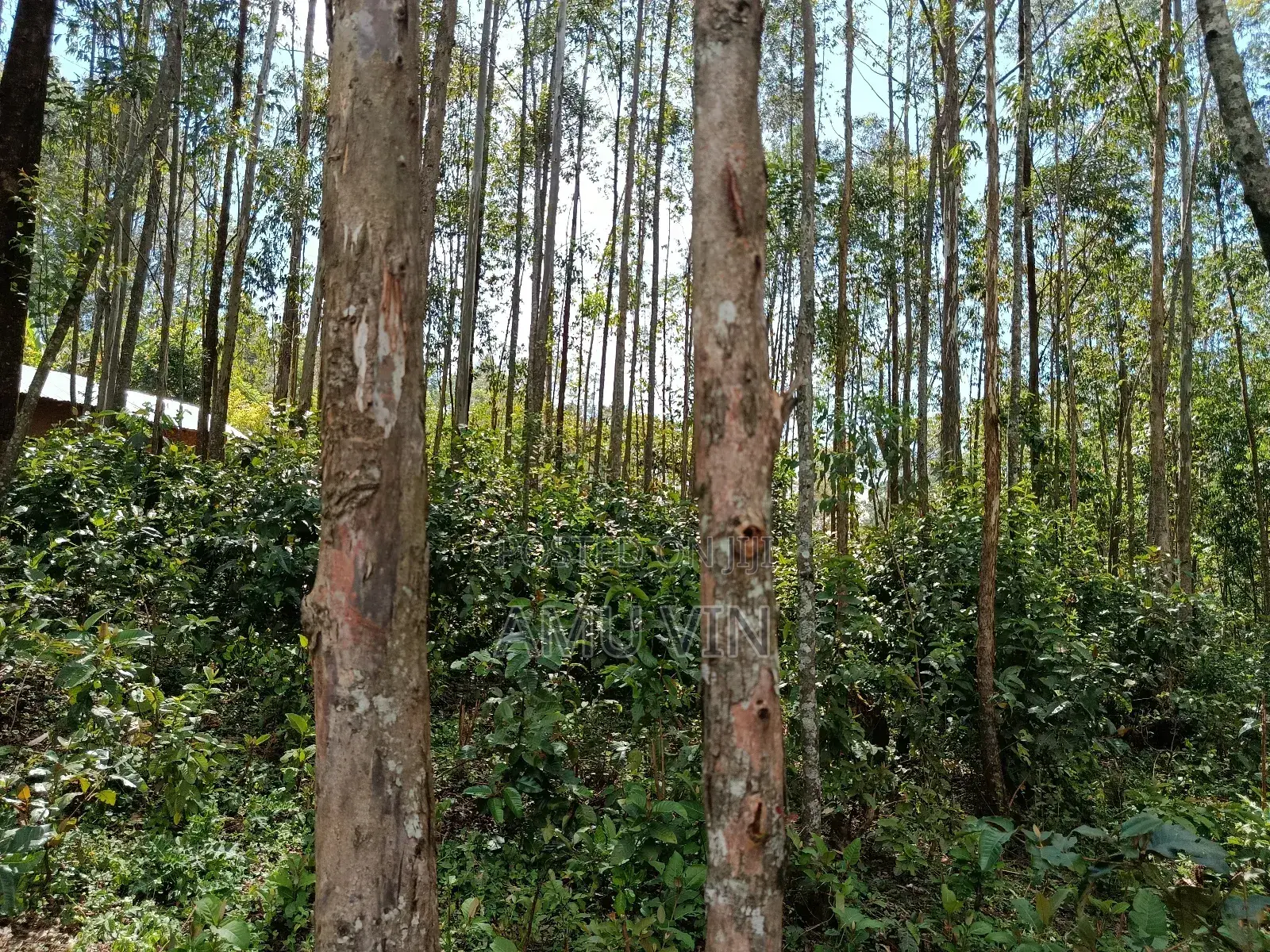 Land Plot ~1/2 Acre In Ikonyero Kakamega