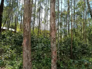 Land Plot ~1/2 Acre In Ikonyero Kakamega