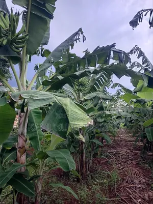 Mkono Wa Tembo Plantain Suckers