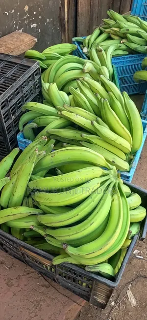 Mkono Wa Tembo Plantain Suckers