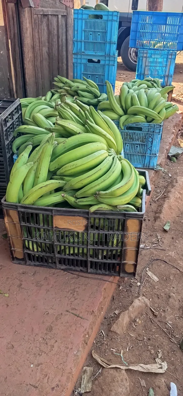 Mkono Wa Tembo Plantain Suckers