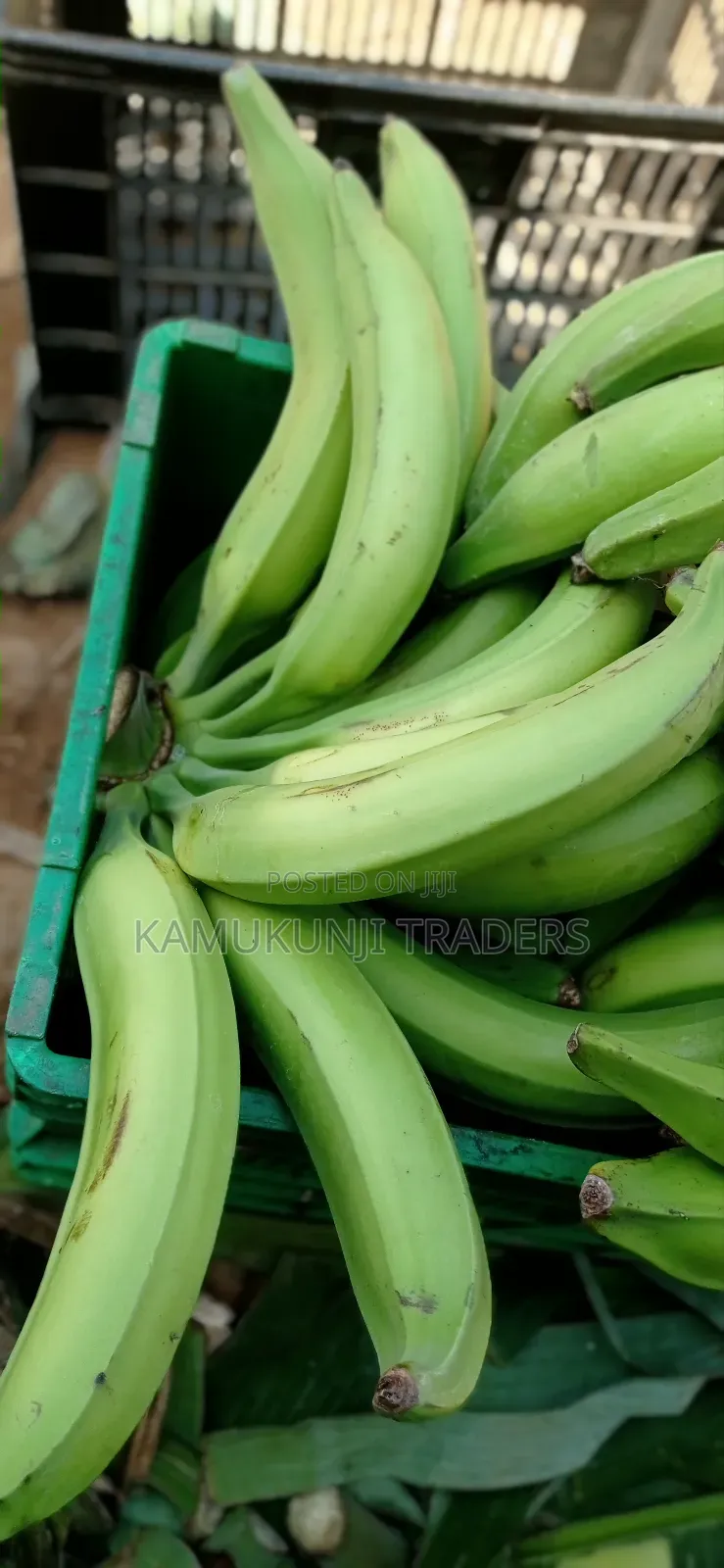 Plantain Cooking Bananas.Mkono Wa Tembo