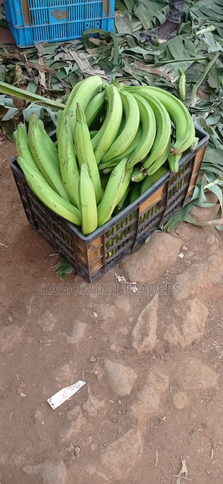 Plantain Cooking Bananas.Mkono Wa Tembo