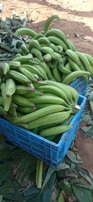 Plantain Cooking Bananas.Mkono Wa Tembo
