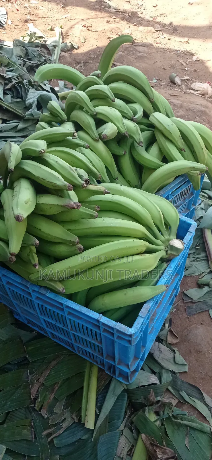 Plantain Cooking Bananas.Mkono Wa Tembo