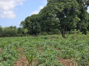 Malindi Affordable Acres for Farming