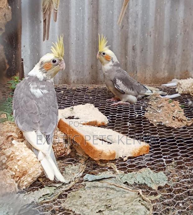 Friendly Cockatiels - main view