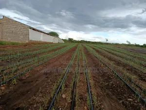 Irrigation Systems , Drip Irrigation, Rainhose and Sprinkler Sets