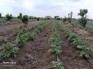 Irrigation Systems , Drip Irrigation, Rainhose and Sprinkler Sets
