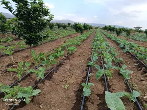 Irrigation Systems , Drip Irrigation, Rainhose and Sprinkler Sets