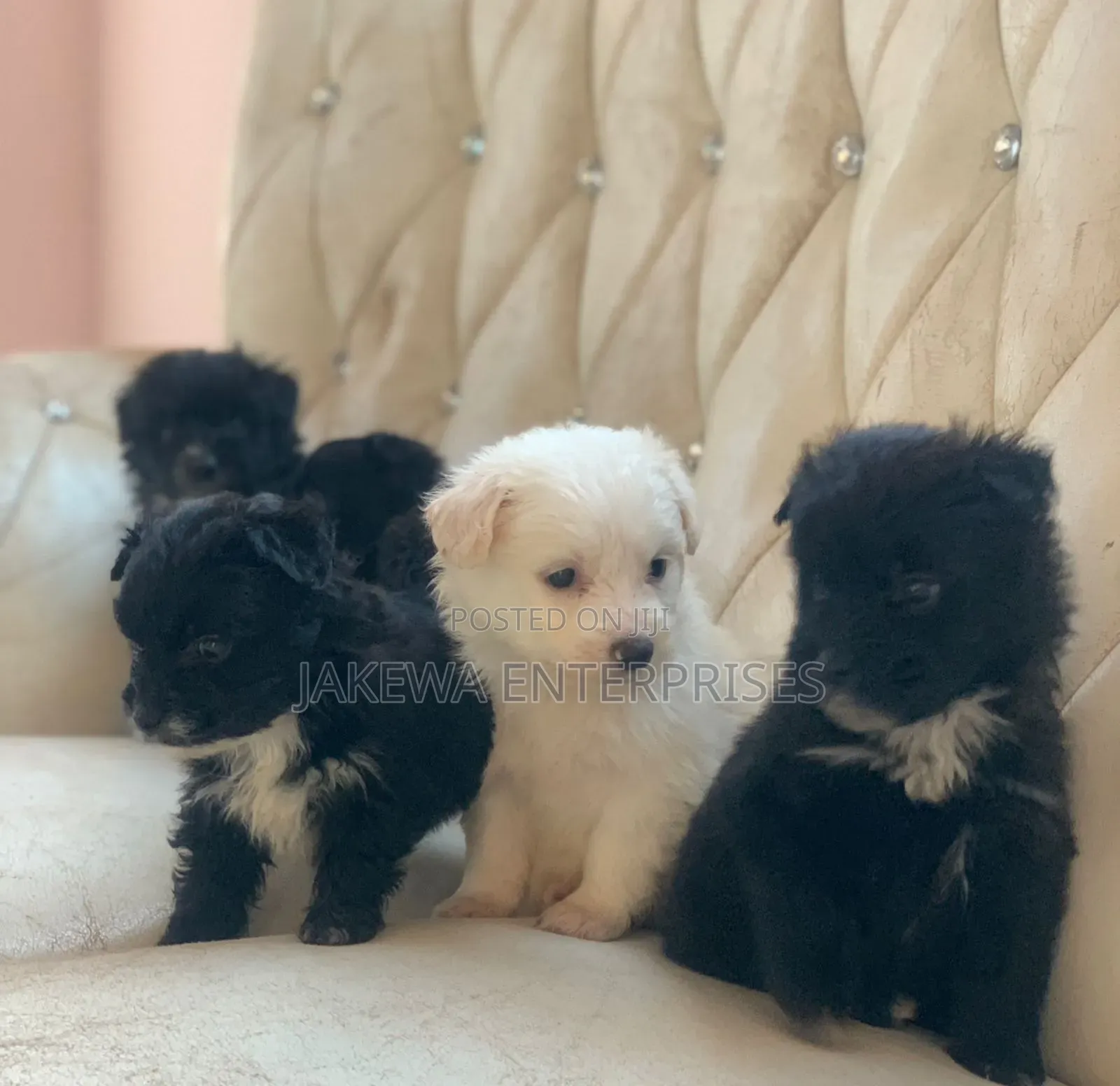 1-3 months Female Purebred Havanese