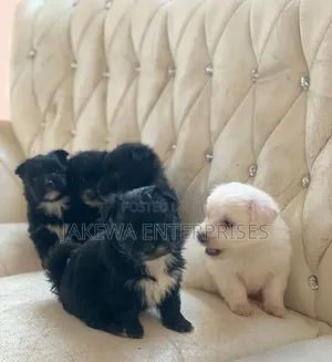 1-3 months Male Purebred Havanese