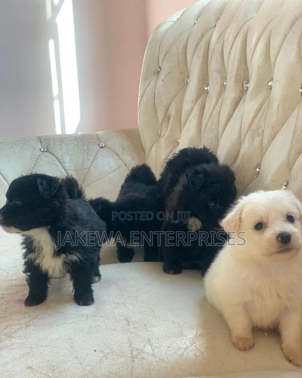 1-3 months Female Purebred Havanese - main view