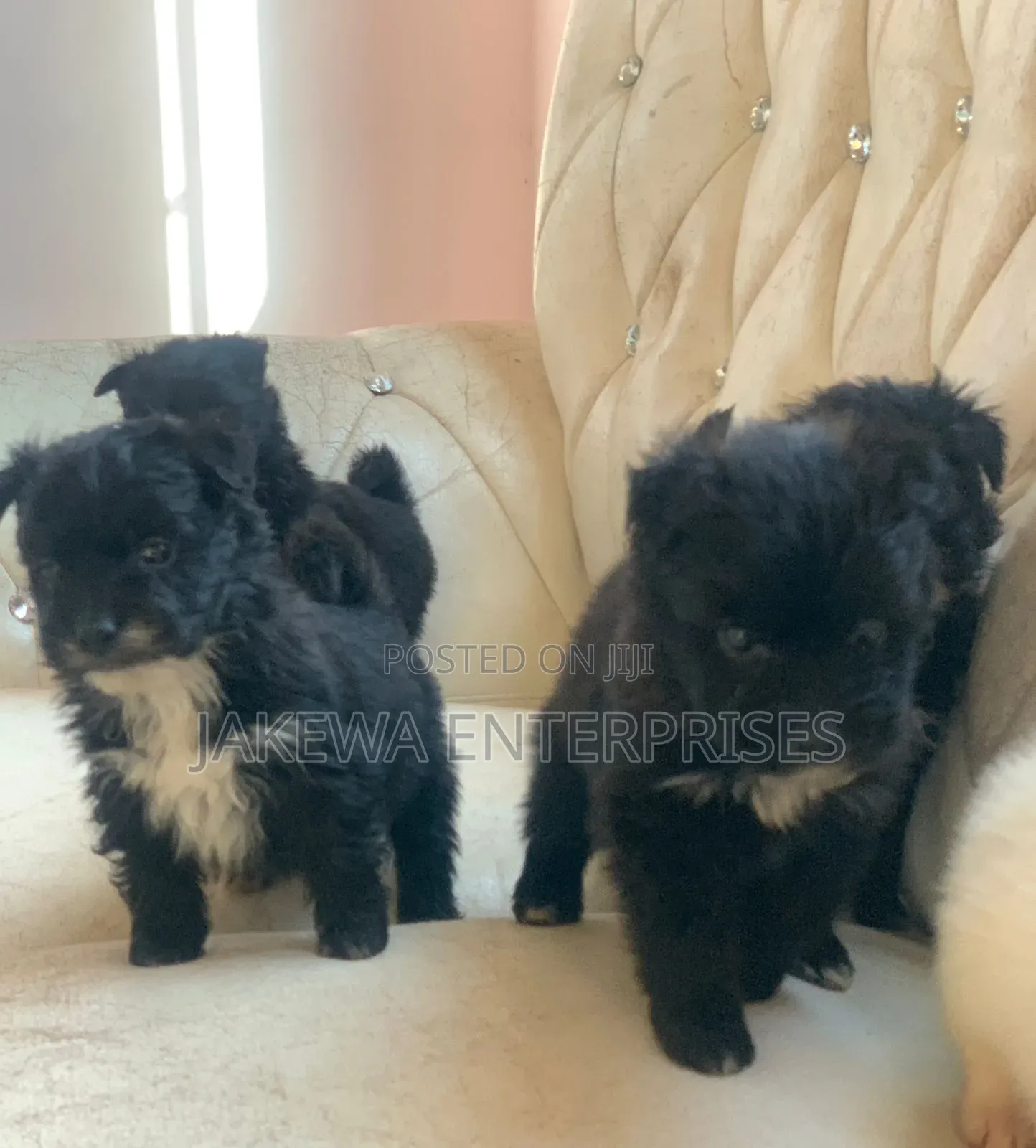 1-3 months Male Purebred Havanese