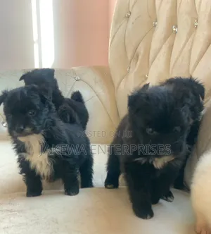 1-3 months Male Purebred Havanese