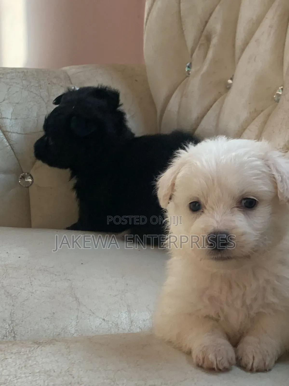 1-3 months Female Purebred Havanese