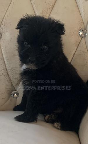 1-3 months Male Purebred Havanese - thumbnail 2