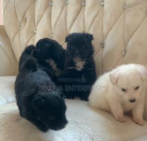 1-3 months Female Purebred Havanese - main view