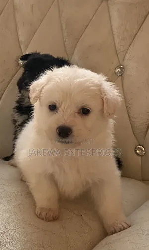1-3 months Female Purebred Havanese