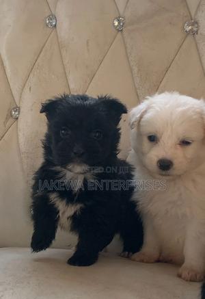 1-3 months Female Purebred Havanese - main view