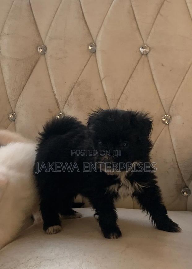 1-3 months Female Purebred Havanese