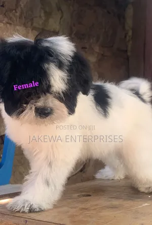 1-3 months Female Purebred Havanese