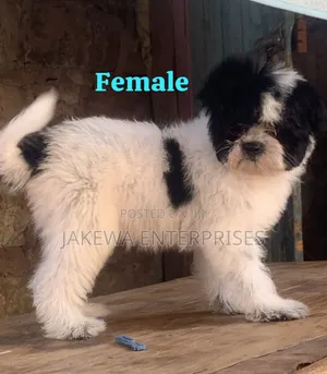 1-3 months Female Purebred Havanese
