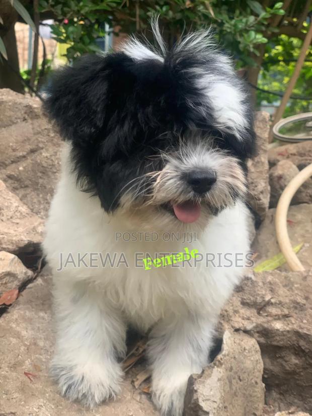 1-3 months Female Purebred Havanese - main view
