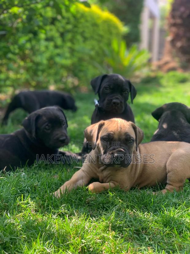 1-3 months Male Purebred Boerboel