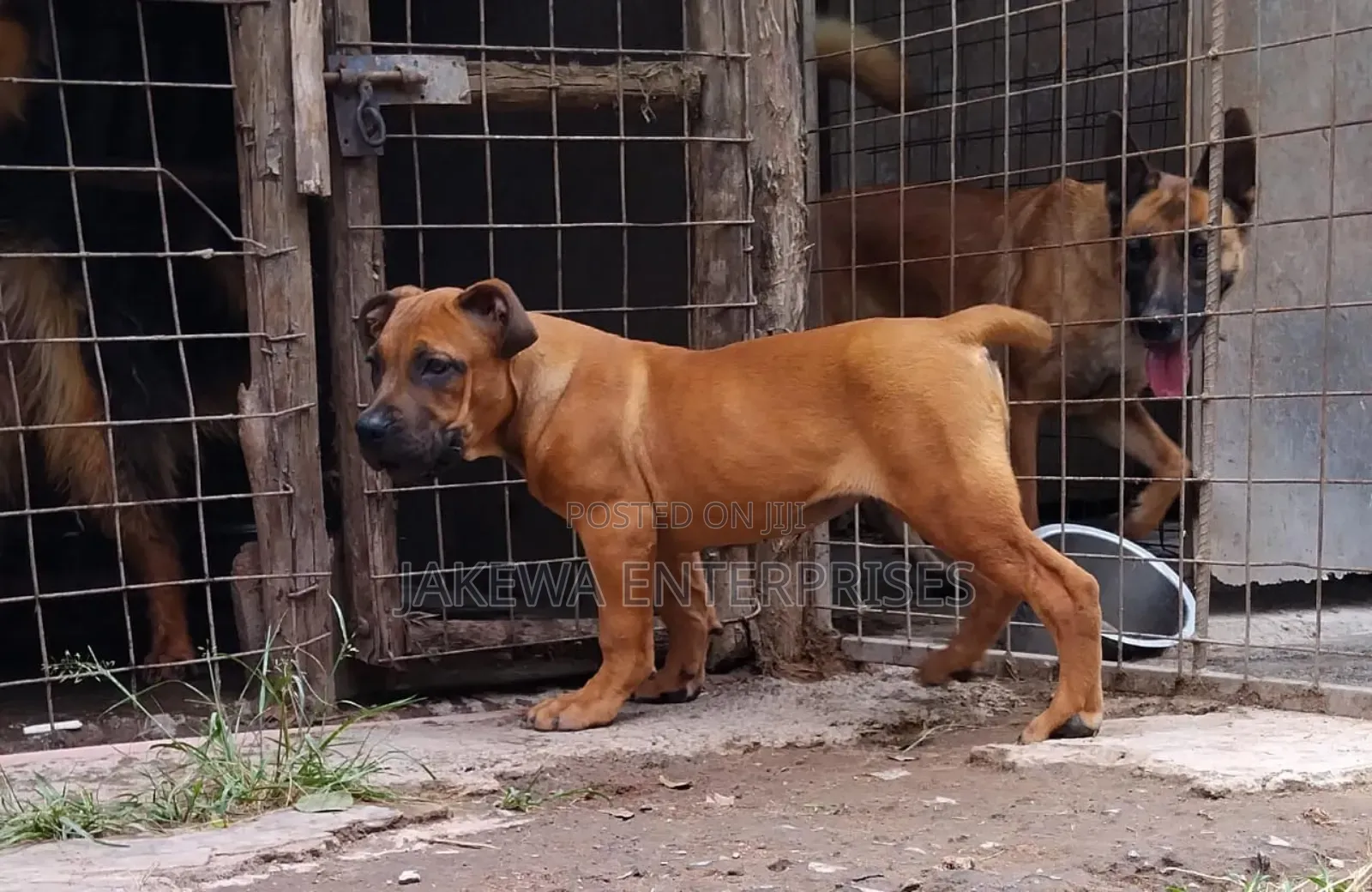 1-3 months Female Purebred Boerboel
