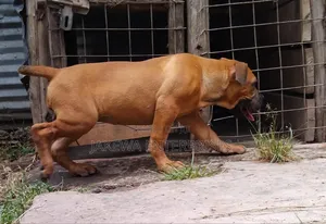 1-3 months Female Purebred Boerboel