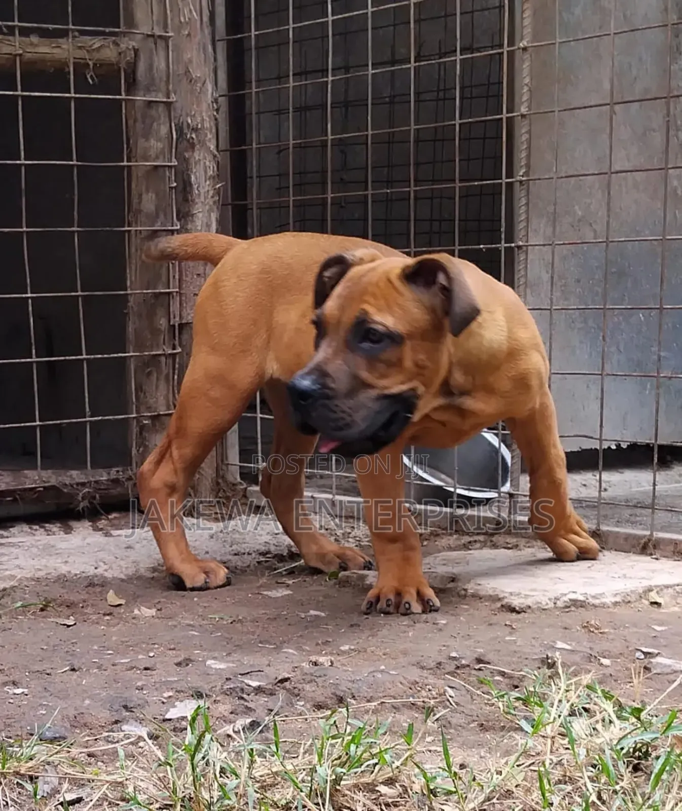 1-3 months Female Purebred Boerboel