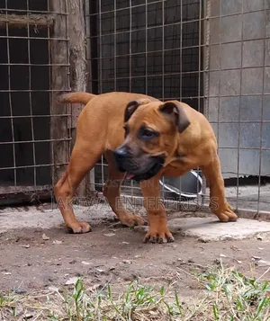 1-3 months Female Purebred Boerboel