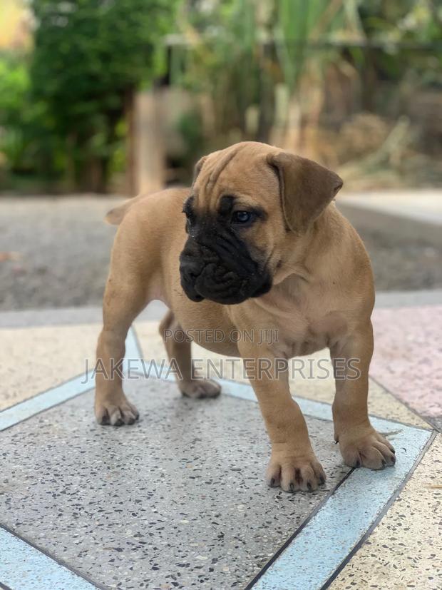 1-3 months Male Purebred Boerboel