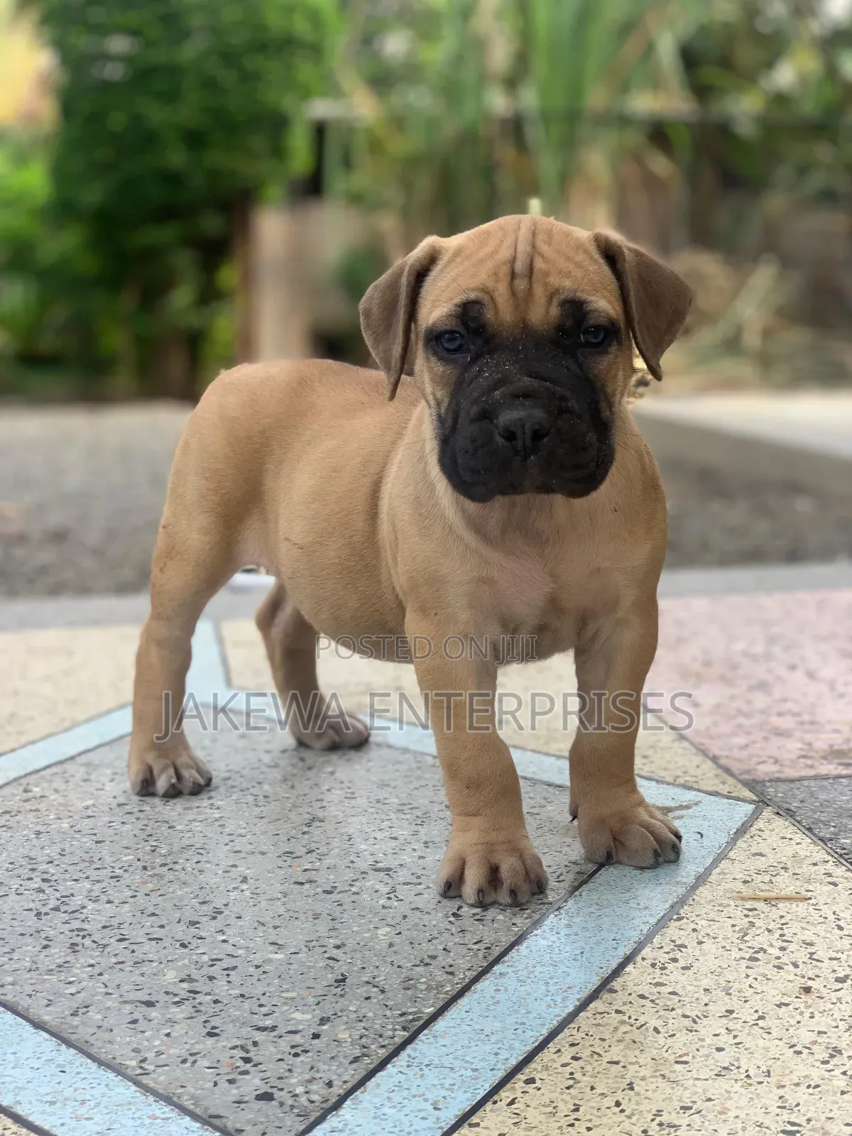 1-3 months Male Purebred Boerboel