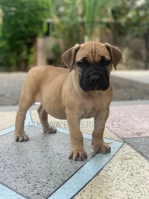 1-3 months Male Purebred Boerboel