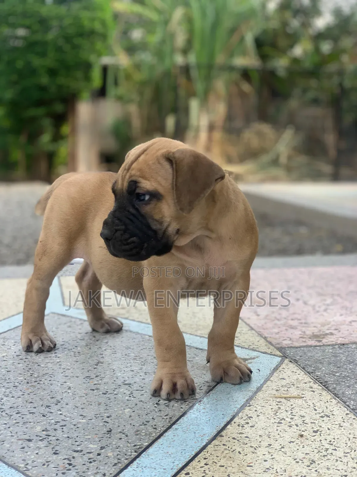 1-3 months Male Purebred Boerboel