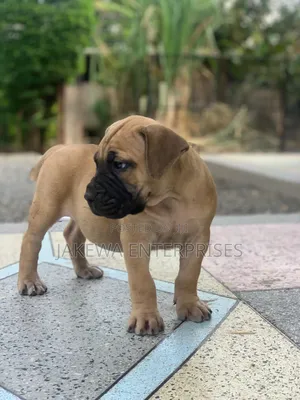 1-3 months Male Purebred Boerboel