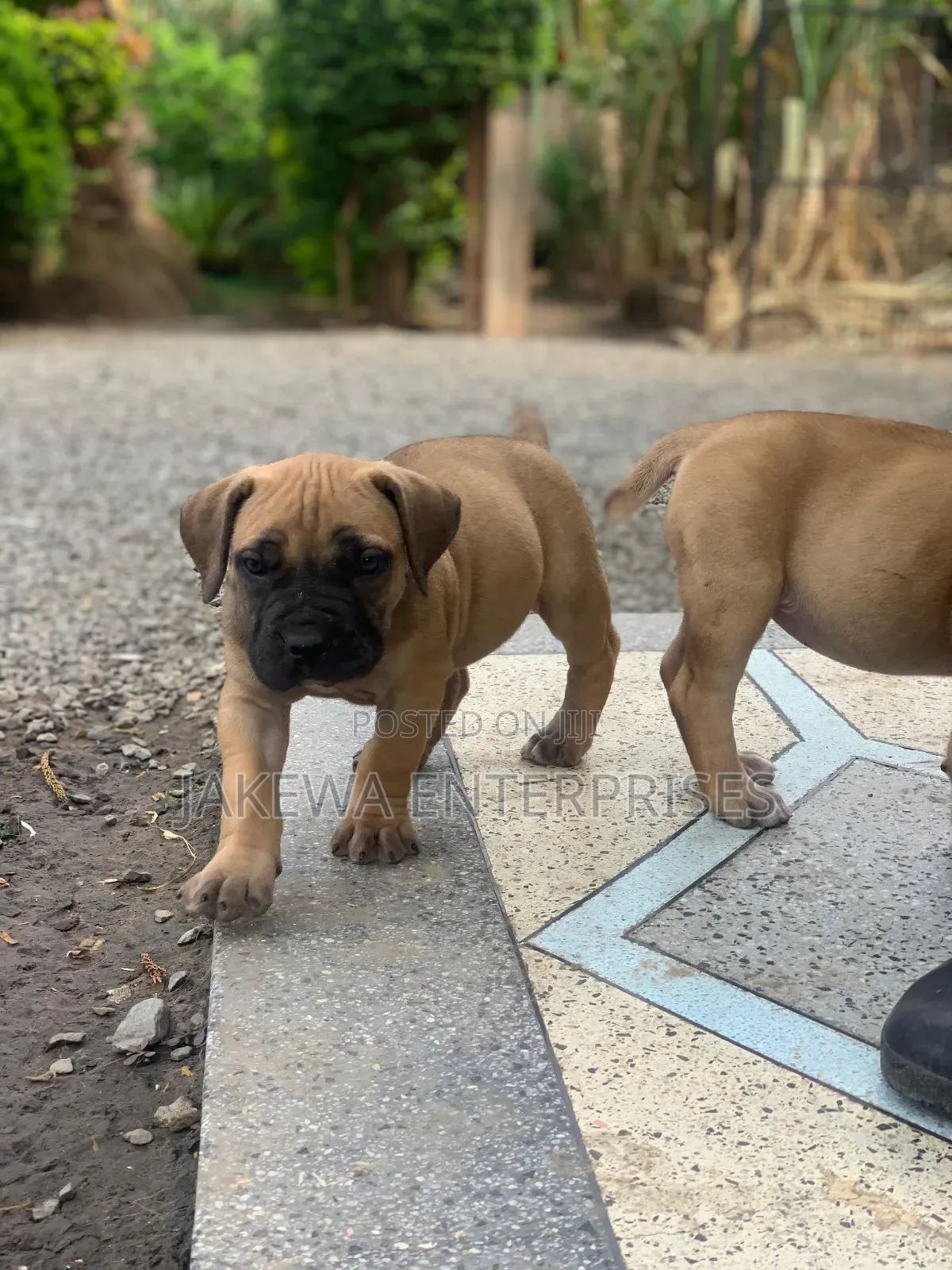 1-3 months Male Purebred Boerboel