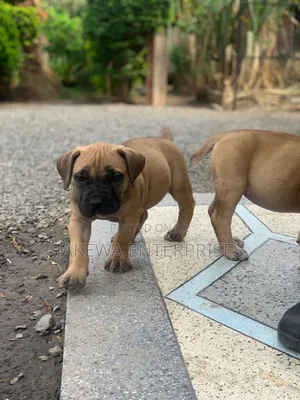 1-3 months Male Purebred Boerboel