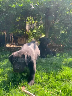 1-3 months Male Purebred Boerboel